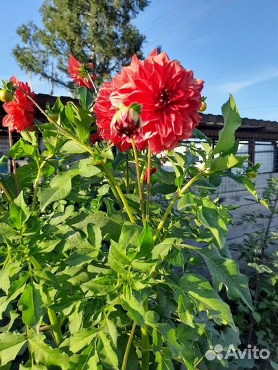 Георгины клубни