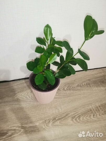 Фикус моклейм