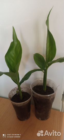 Спатифиллум