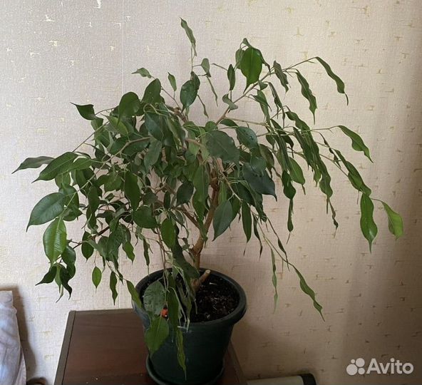 Фикус бенджамина большой