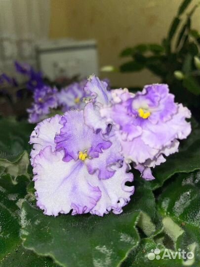 Сортовые фиалки