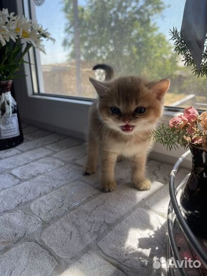 Шотландские котята чистокровные