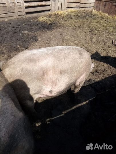 Супоросная свиноматка