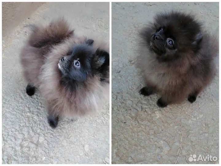 Девочка и мальчик Мини