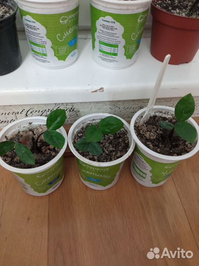 Замиокулькас