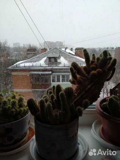 Кактусы композиция