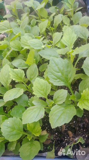 Рассада томатов, перцев, баклажанов, капусты,цветы