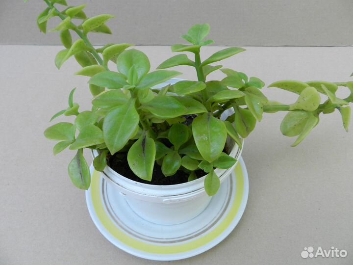 Комнатные цветы