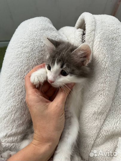 Отдам в добрые руки