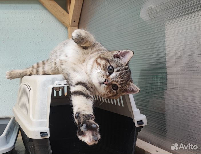 Котенок - девочка 3 месяца