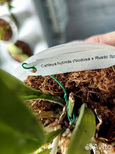 Орхидея каттлея