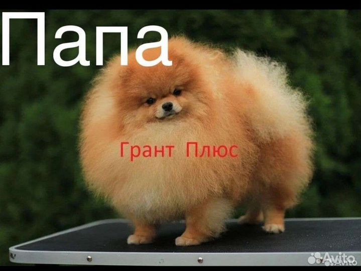 Померанский шпиц