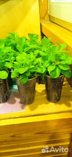 Рассада петунии