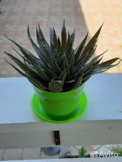 Алоэ остистое