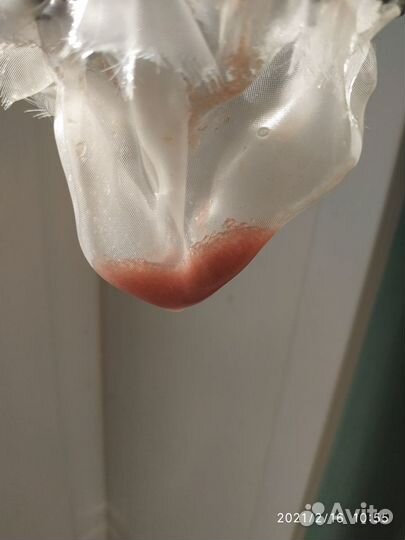 Дафния живая. Меченосцы, пециллии 50р