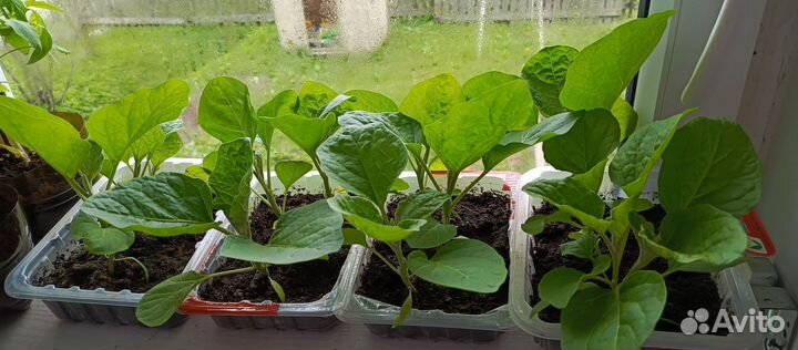 Рассада помидор и перцев и баклажанов