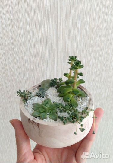 Садик из суккулентов