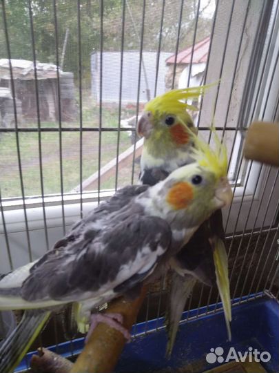 Попугай корелла