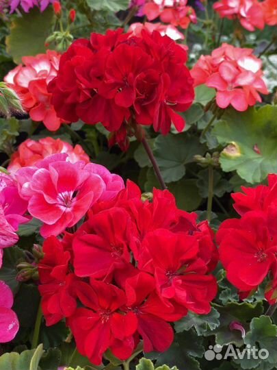 Пеларгония (герань) сортовая