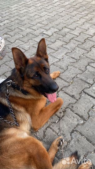 Кинолог с выездом