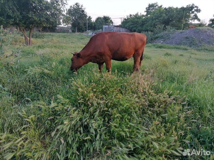 Продаются телки