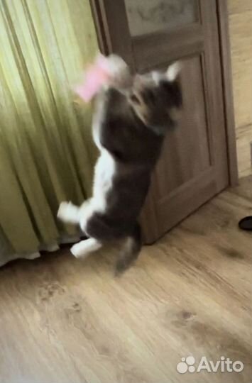 Набор игрушек для животных новое