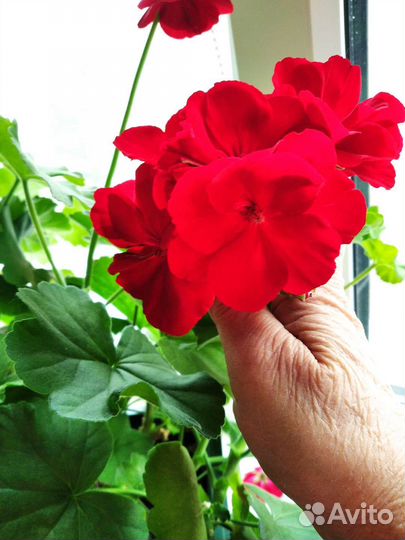 Комнатные цветы в горшках