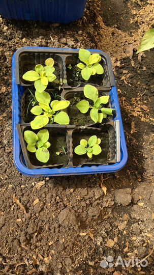 Рассада петунья