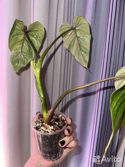 Филодендрон пловмани