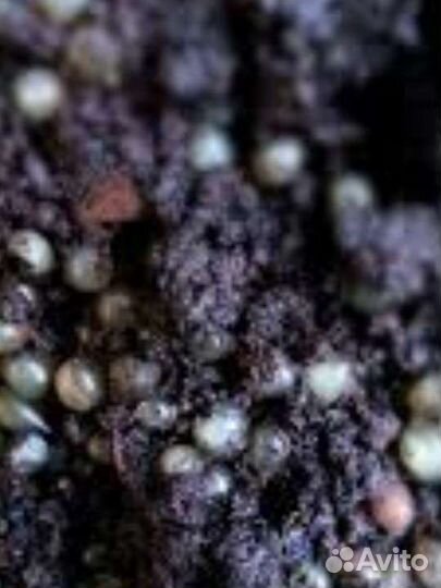 Коконы дендробены