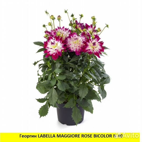 Патио георгины вегетативные