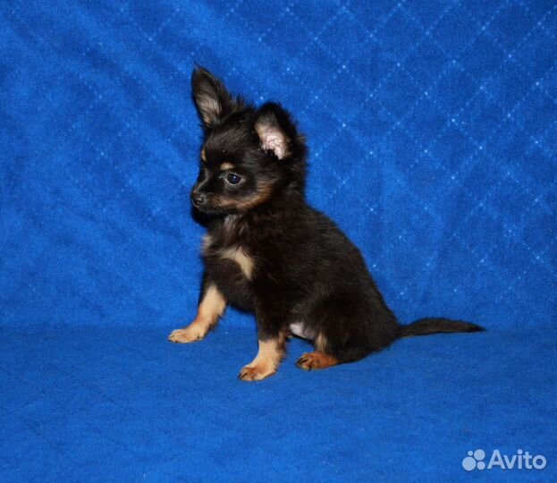 Русский той длинношерстный