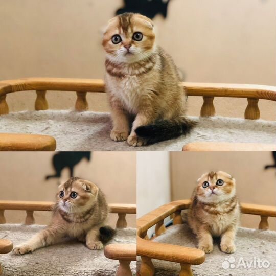 Плюшевые вислоушки и прямоушки.Реальные фото.Вязка