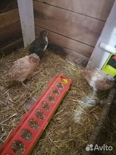 Самцы перепелов. Яйцо инкубационное и столовое