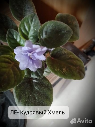 Фиалки цветущие в горшке