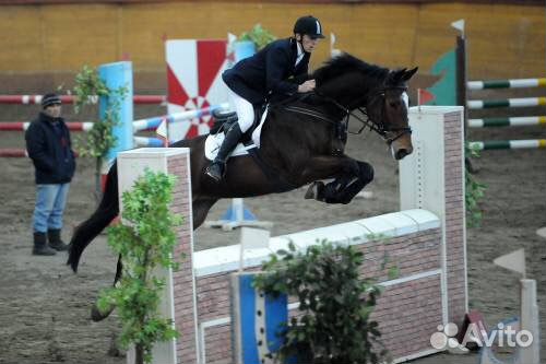 Профессиональный конный спорт. Конкур. Аренда