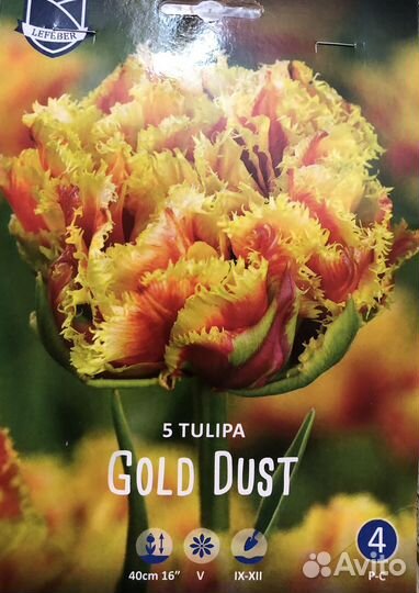 Луковицы тюльпанов