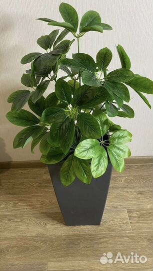 Шефлера, стрелиция искусственные