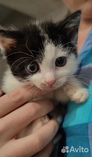 Котенок мальчик в добрые руки