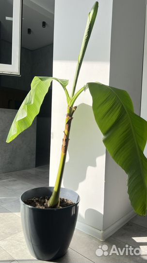 Банановая пальма