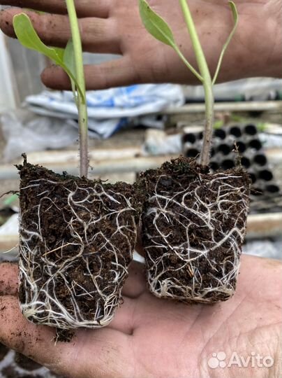 Рассада помидоров