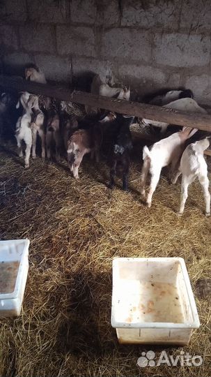 Козы козлята