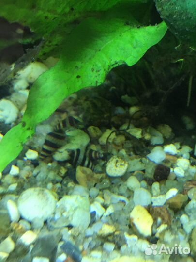 Улитка Хелена