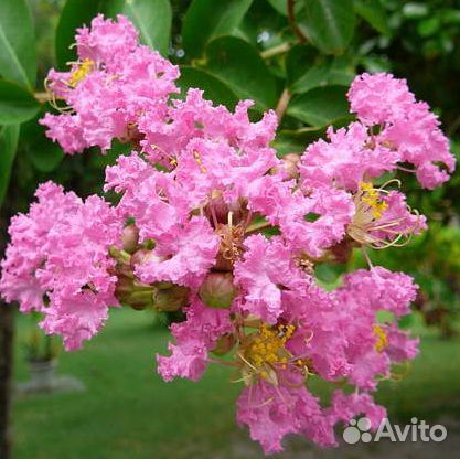 Лагерстремия индийская