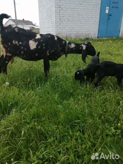 Англо нубийские козлята