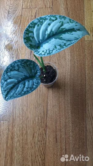 Сциндапсусы