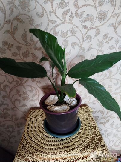 Спатифиллум