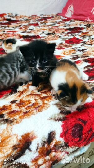 Отдам бесплатно животные