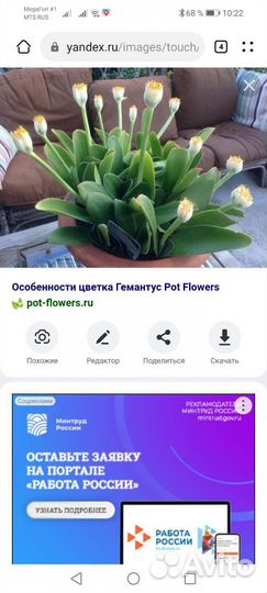 Цвяток Гемантус