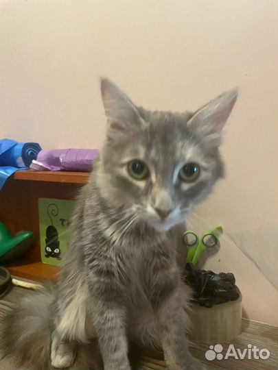 Мейн-кун в миниатюре